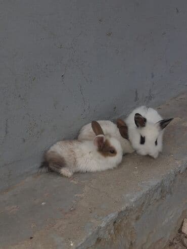 Xırda sort karlık balalar her renqde var bir edetı 10azn.qondermey lalafo.az -da Xırda sort karlık balalar her renqde var bir edetı 10azn.qondermey