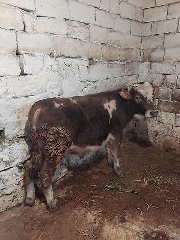 Dana, buzov, Erkək, ay: 8, Ətlik lalafo.az -da Dana, buzov, Erkək, ay: 8, Ətlik