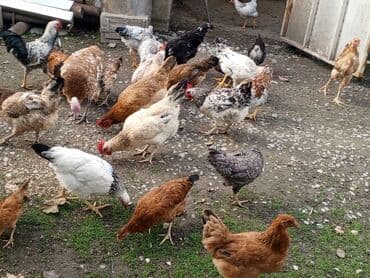 Toyuq, Ətlik lalafo.az -da Toyuq, Ətlik