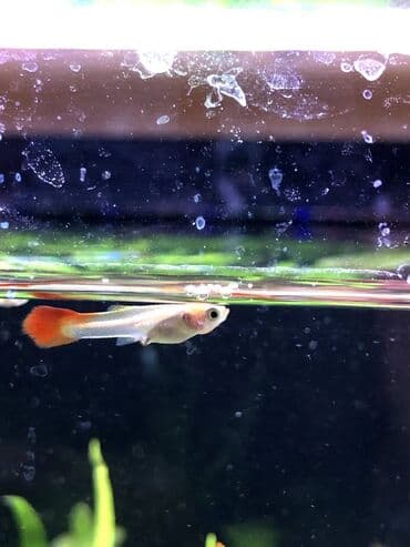 Guppi balaları satıram. Ölçüsündən asılı olmayaraq 1 azn. 4 ədəd lalafo.az -da Guppi balaları satıram. Ölçüsündən asılı olmayaraq 1 azn. 4 ədəd