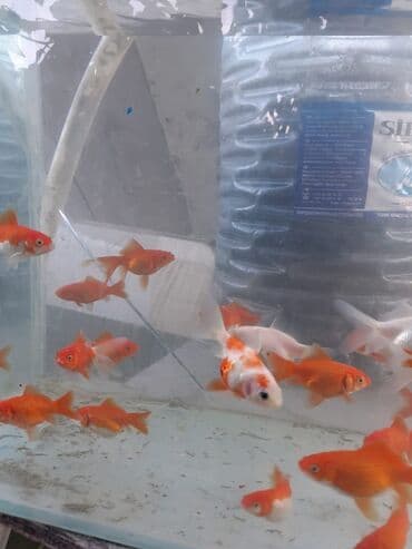 Oranda, Sülhsevər, Ünvandan götürmə, Ödənişli çatdırılma lalafo.az -da Oranda, Sülhsevər, Ünvandan götürmə, Ödənişli çatdırılma