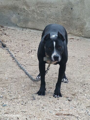 Pitbul, 2 il, Dişi, Peyvəndli, Ödənişli çatdırılma lalafo.az -da Pitbul, 2 il, Dişi, Peyvəndli, Ödənişli çatdırılma