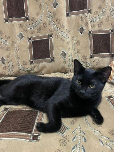 Butun peyvendleri vurulub bir dermanida vurulub pisiy cox oldugu ucun lalafo.az -da Butun peyvendleri vurulub bir dermanida vurulub pisiy cox oldugu ucun