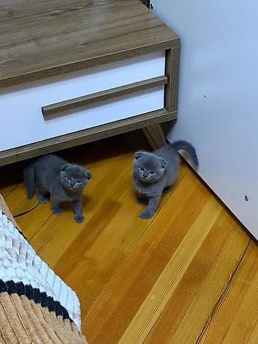 Şotland yastı qulaq lalafo.az -da Şotland yastı qulaq