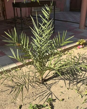 Букетные цветы: 9.10 ilin ağacıdır Xurma palmı fidanı - Növ: Xurma (Phoenix at lalafo.az — 1 Букетные цветы: 9.10 ilin ağacıdır Xurma palmı fidanı - Növ: Xurma (Phoenix — 1