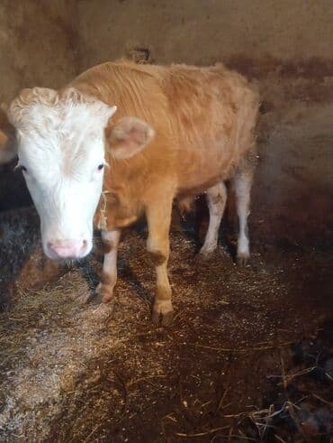 Dana, buzov, Erkək, ay: 12, Ətlik, Ünvandan götürmə lalafo.az -da Dana, buzov, Erkək, ay: 12, Ətlik, Ünvandan götürmə