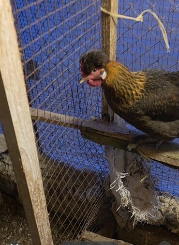 Məhsul: Ev quşları – toyuq və xoruzlar (baş tüklü/“toppuzlu” növlər) lalafo.az -da Məhsul: Ev quşları – toyuq və xoruzlar (baş tüklü/“toppuzlu” növlər)