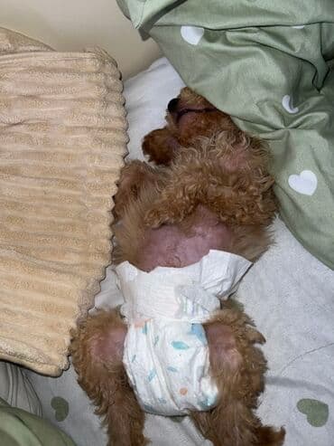 Pudel, 1 ay, Erkek, Peyvəndli, Ünvandan götürmə lalafo.az -da Pudel, 1 ay, Erkek, Peyvəndli, Ünvandan götürmə