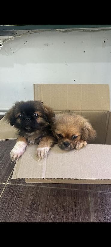 Pekines, 2 ay, Ünvandan götürmə lalafo.az -da Pekines, 2 ay, Ünvandan götürmə