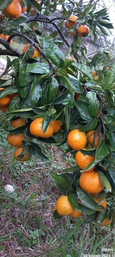 Tam təbii,keyfiyyətli sitrus meyvələr.C vitamini ilə zəngindir.Məhsul lalafo.az -da Tam təbii,keyfiyyətli sitrus meyvələr.C vitamini ilə zəngindir.Məhsul