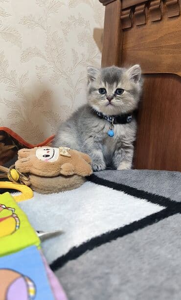 Britan, Erkək lalafo.az -da Britan, Erkək