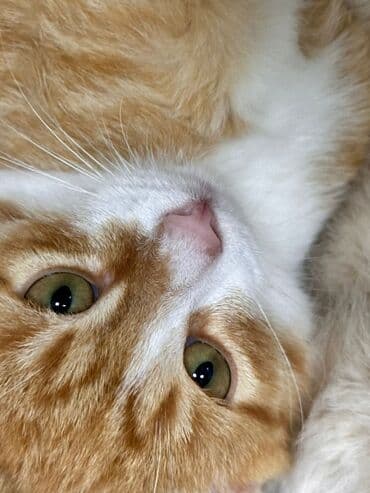 Britan, Erkək, Yaxşı əllərə, Ödənişli çatdırılma lalafo.az -da Britan, Erkək, Yaxşı əllərə, Ödənişli çatdırılma