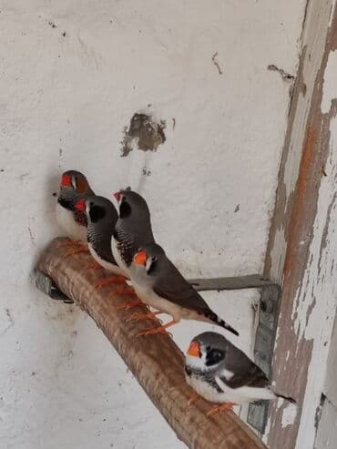 Zebra amadinlər satılır biri 10 AZN lalafo.az -da Zebra amadinlər satılır biri 10 AZN