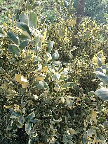 Variegatlı sitrus ağacı – bəzəkli limon/mandarin növü (yarpaqları lalafo.az -da — 3 Variegatlı sitrus ağacı – bəzəkli limon/mandarin növü (yarpaqları — 3