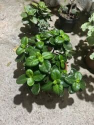 Удобрения: Ətirli pelargonium (sardunya) – iri, sıx yarpaqlı otaq bitkisi. - at lalafo.az — 2 Удобрения: Ətirli pelargonium (sardunya) – iri, sıx yarpaqlı otaq bitkisi. - — 2