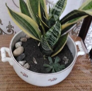 Sansivieriya. Böyük dibçəkdir. gözəl hədiyyəlikdir lalafo.az -da Sansivieriya. Böyük dibçəkdir. gözəl hədiyyəlikdir