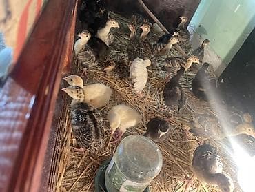 Məhsul: Hinduşka cücələri (pulyoçkalar) Sağlam, seçmə hinduşka lalafo.az -da Məhsul: Hinduşka cücələri (pulyoçkalar) Sağlam, seçmə hinduşka