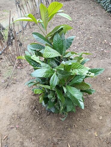 Yapon Ezgili Agaclari. 17 Eded Var. Boyu 1 metr kimi. 8 eded Yarim lalafo.az -da Yapon Ezgili Agaclari. 17 Eded Var. Boyu 1 metr kimi. 8 eded Yarim