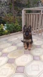 - 3 aylıq tam cins Alman Afçarkası balası - Erkək bala, anası yanında lalafo.az -da - 3 aylıq tam cins Alman Afçarkası balası - Erkək bala, anası yanında