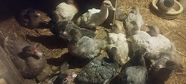 4 ayllq cins lal ördəklər ( Krasnodar MacarMirvari,Kərpici lalafo.az -da 4 ayllq cins lal ördəklər ( Krasnodar MacarMirvari,Kərpici