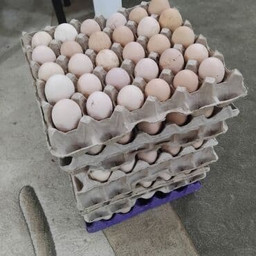 Yumurta,,,temiz orginal xarkov yumurtasi,tezedi,çatdirilma mümkündü lalafo.az -da Yumurta,,,temiz orginal xarkov yumurtasi,tezedi,çatdirilma mümkündü