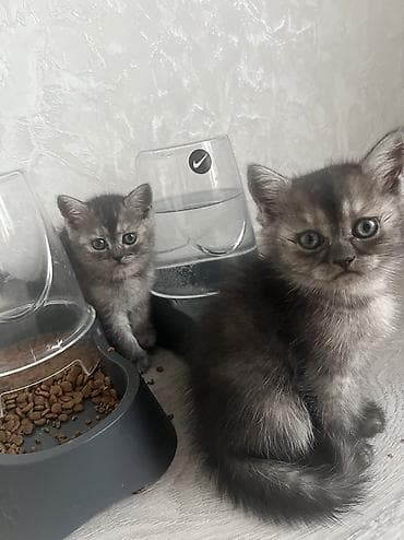 Ünvandan götürmə lalafo.az -da Ünvandan götürmə