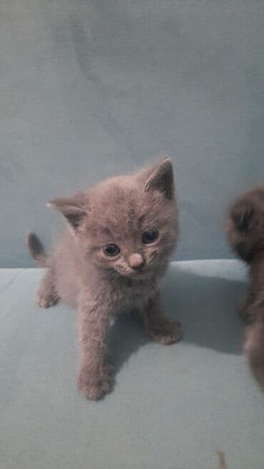 Britan, Erkək, Yaxşı əllərə, Ödənişli çatdırılma lalafo.az -da Britan, Erkək, Yaxşı əllərə, Ödənişli çatdırılma