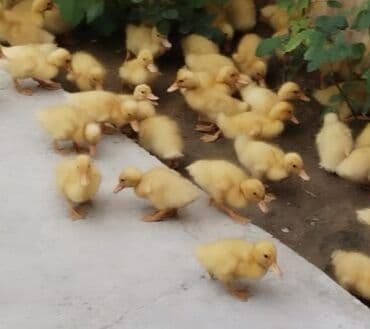 Salam tam saglam mayalanmis kuban ordek balalari satilir isdeyen elaqe lalafo.az -da Salam tam saglam mayalanmis kuban ordek balalari satilir isdeyen elaqe