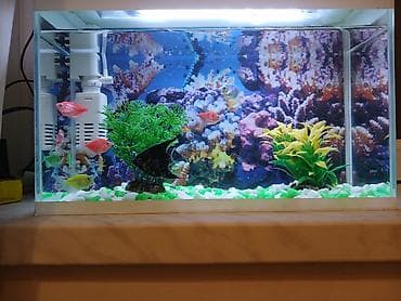 Dördbucaq akvarium, Balıqlarla birlikdə, 15 l lalafo.az -da Dördbucaq akvarium, Balıqlarla birlikdə, 15 l