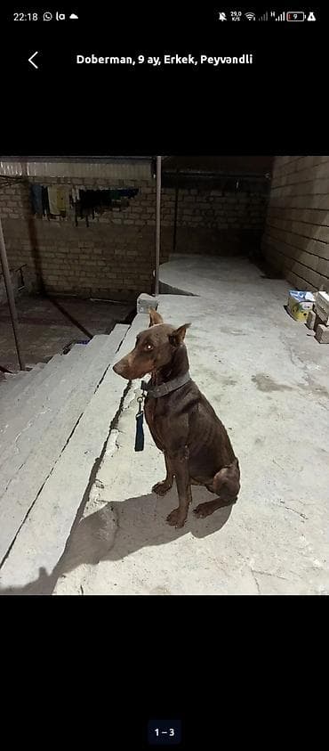 Doberman, 9 ay, Erkek, Peyvəndli lalafo.az -da Doberman, 9 ay, Erkek, Peyvəndli