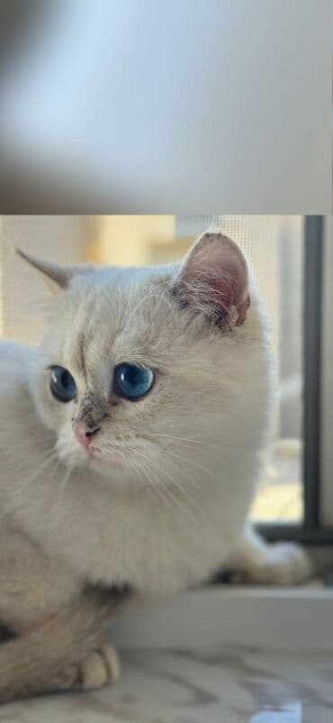 Pişik 300 azn satilir‼️Oglandı 4aylıq qum tərbiyəsi var unvan koroglu lalafo.az -da Pişik 300 azn satilir‼️Oglandı 4aylıq qum tərbiyəsi var unvan koroglu