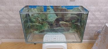 Tam komplekt akvarium satılır – 75×44×23 sm Akvarium bütün lalafo.az -da Tam komplekt akvarium satılır – 75×44×23 sm Akvarium bütün