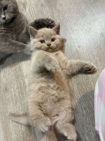 Britan lalafo.az -da Britan