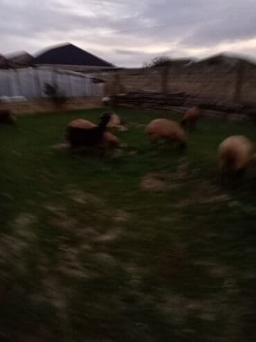 Dişi, Qala, il: 1, 50 kq, Ətlik, Damazlıq, Südlük, Ödənişli çatdırılma lalafo.az -da Dişi, Qala, il: 1, 50 kq, Ətlik, Damazlıq, Südlük, Ödənişli çatdırılma