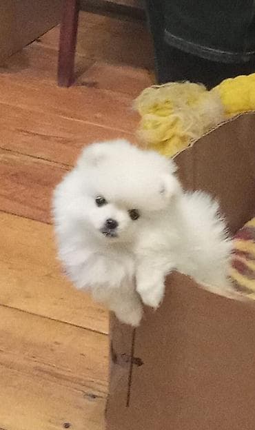 Şpitz, 2 ay, Dişi lalafo.az -da Şpitz, 2 ay, Dişi