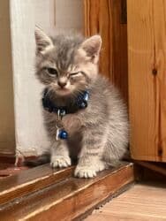 Qızıl şinşilla, Dişi, Yaxşı əllərə, Pulsuz çatdırılma lalafo.az -da Qızıl şinşilla, Dişi, Yaxşı əllərə, Pulsuz çatdırılma