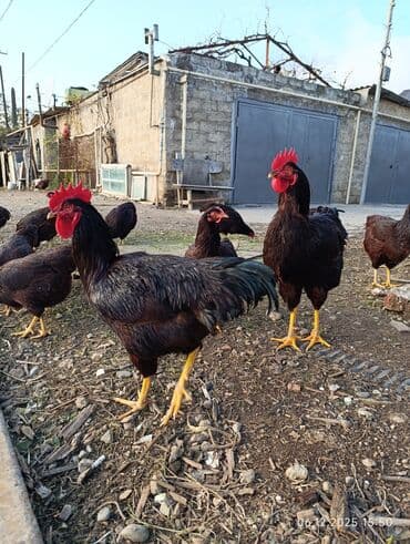 Şəkildəki Redisland yumurtaları satılır. Öz şəkillərdir.Qiymət 1,50AZN lalafo.az -da Şəkildəki Redisland yumurtaları satılır. Öz şəkillərdir.Qiymət 1,50AZN