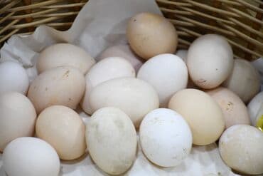 Соления: Salam Bakida Şərifzadə küçəsində yerləşir mağaza tam təbii organik at lalafo.az — 11 Соления: Salam Bakida Şərifzadə küçəsində yerləşir mağaza tam təbii organik — 11