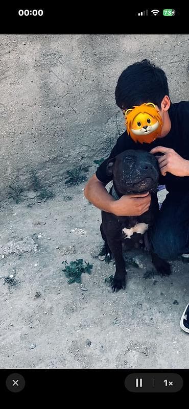 Pitbul, 3 il, Dişi, Peyvəndli lalafo.az -da Pitbul, 3 il, Dişi, Peyvəndli