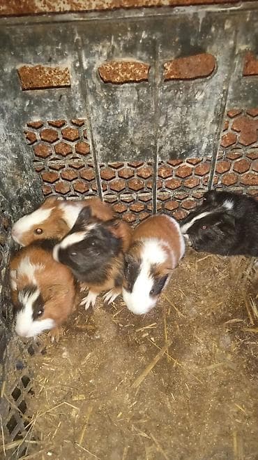 Tek 20man 2dene alana 35man real alici yazsin ünvan kürdaxani boltla lalafo.az -da Tek 20man 2dene alana 35man real alici yazsin ünvan kürdaxani boltla
