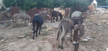 Məhsul: Eşşəklər (qrup halında) Təsvir: Eşşəy südü göy ösgürəyin lalafo.az -da Məhsul: Eşşəklər (qrup halında) Təsvir: Eşşəy südü göy ösgürəyin