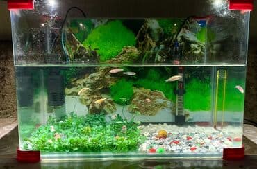 Balıqlarla birlikdə, 35 l, Pulsuz çatdırılma lalafo.az -da Balıqlarla birlikdə, 35 l, Pulsuz çatdırılma