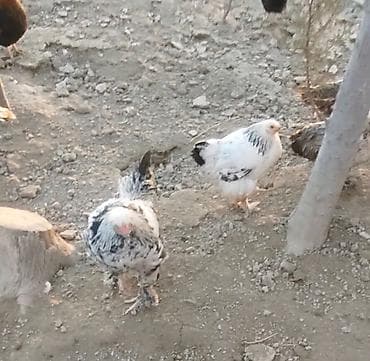 Toyuq, Brama, Damazlıq lalafo.az -da Toyuq, Brama, Damazlıq