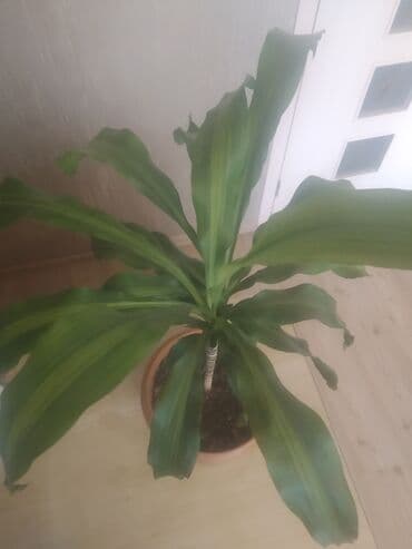 Qarğıdalı paması lalafo.az -da Qarğıdalı paması