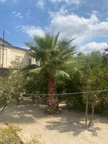 Реечные панели: Dekorativ landşaft üçün ideal, iri ölçülü palmadır. Xüsusiyyətlər: - at lalafo.az — 4 Реечные панели: Dekorativ landşaft üçün ideal, iri ölçülü palmadır. Xüsusiyyətlər: - — 4