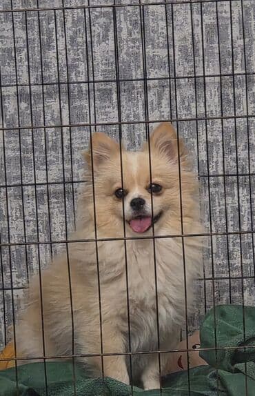 Şpitz, 2 il, Dişi, Peyvəndli, Ünvandan götürmə lalafo.az -da Şpitz, 2 il, Dişi, Peyvəndli, Ünvandan götürmə