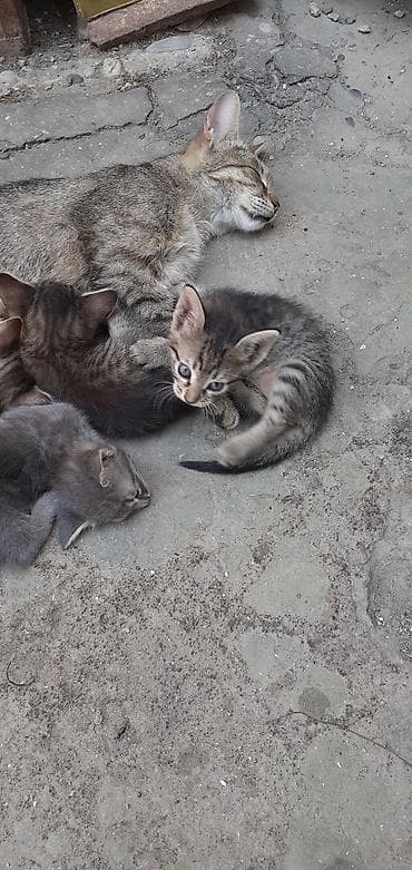 Tabbi, Erkək, Yaxşı əllərə, Ünvandan götürmə lalafo.az -da Tabbi, Erkək, Yaxşı əllərə, Ünvandan götürmə