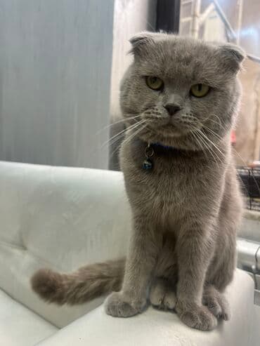 Britan yastı qulaq, Erkək, Cütləşmə üçün lalafo.az -da Britan yastı qulaq, Erkək, Cütləşmə üçün