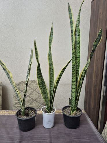 Gold Sanseverya qiymət: kiçik 6 azn., orta 8 azn, böyük 10 azn ünvan lalafo.az -da Gold Sanseverya qiymət: kiçik 6 azn., orta 8 azn, böyük 10 azn ünvan