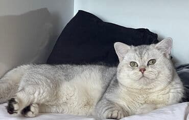 Şinşilla, Erkək, Cütləşmə üçün lalafo.az -da Şinşilla, Erkək, Cütləşmə üçün